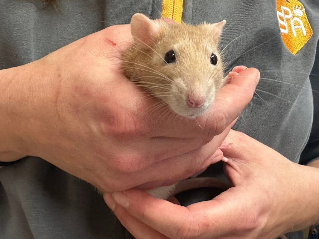 Photo #3 de Ratatouille