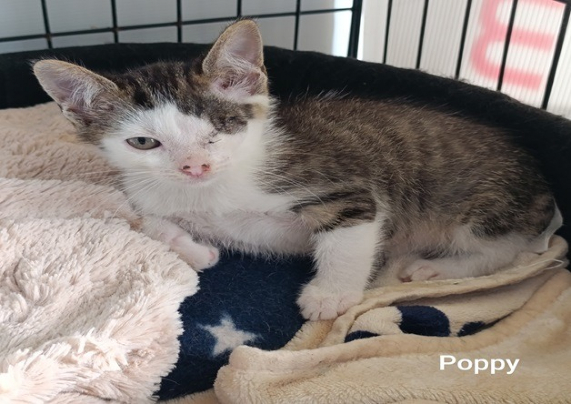 Photo de Poppy
