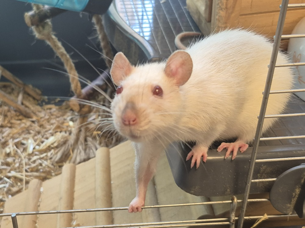 Photo #1 de Survivor