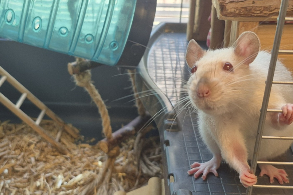 Photo #2 de Survivor