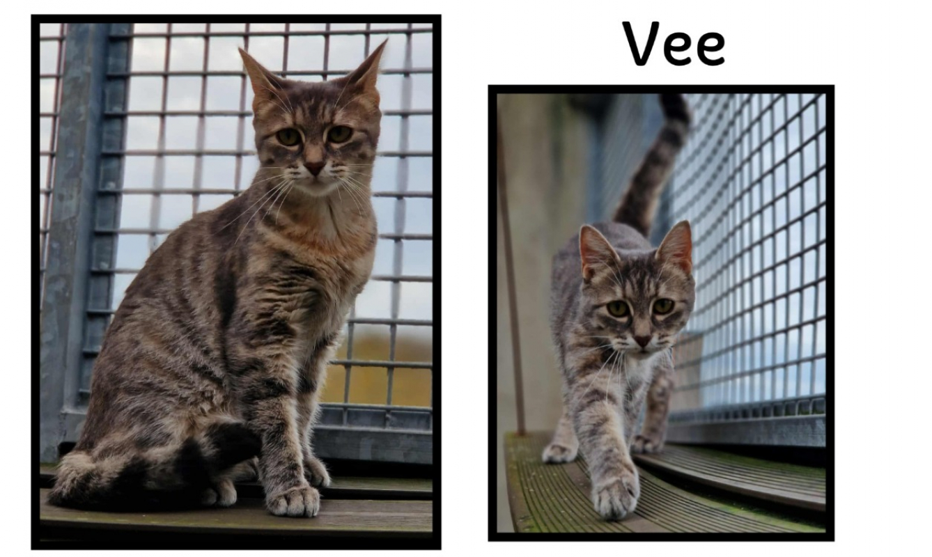 Photo de Vee réservé