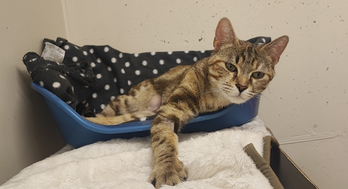 Photo #1 de Dridrine