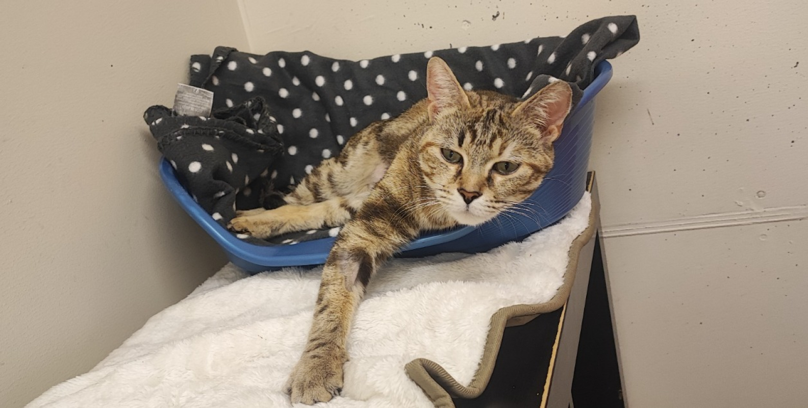 Photo #3 de Dridrine