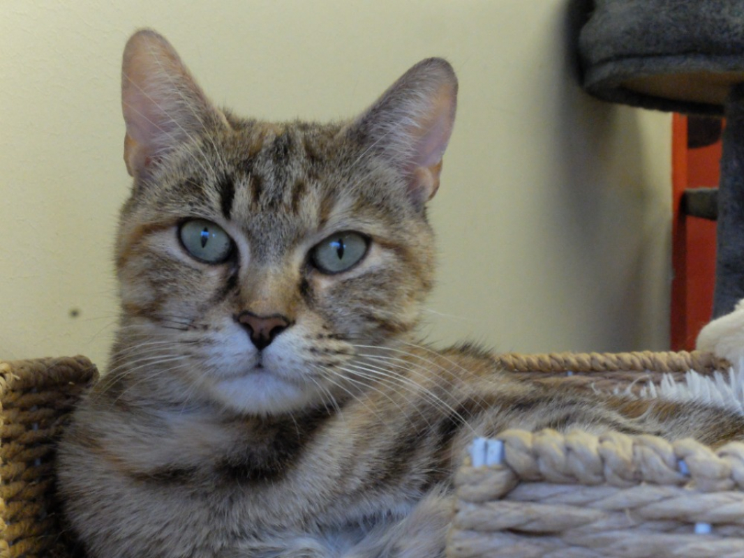 Photo #1 de Dridrine