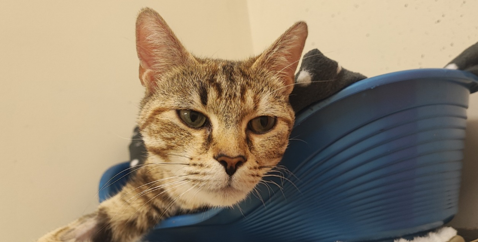 Photo #2 de Dridrine