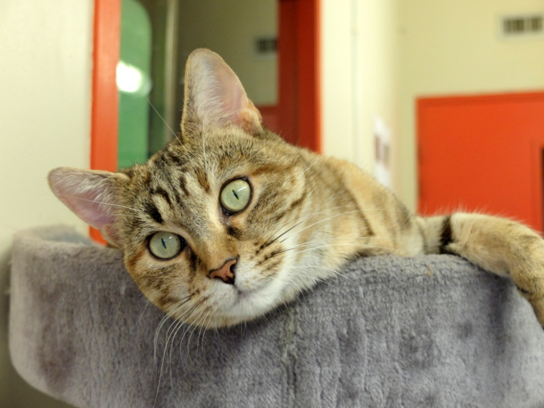 Photo #1 de Dridrine