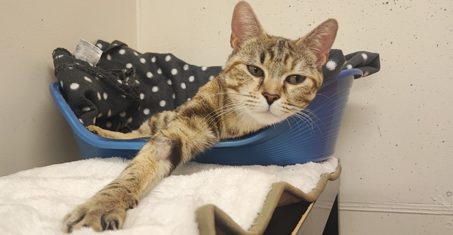 Photo #4 de Dridrine