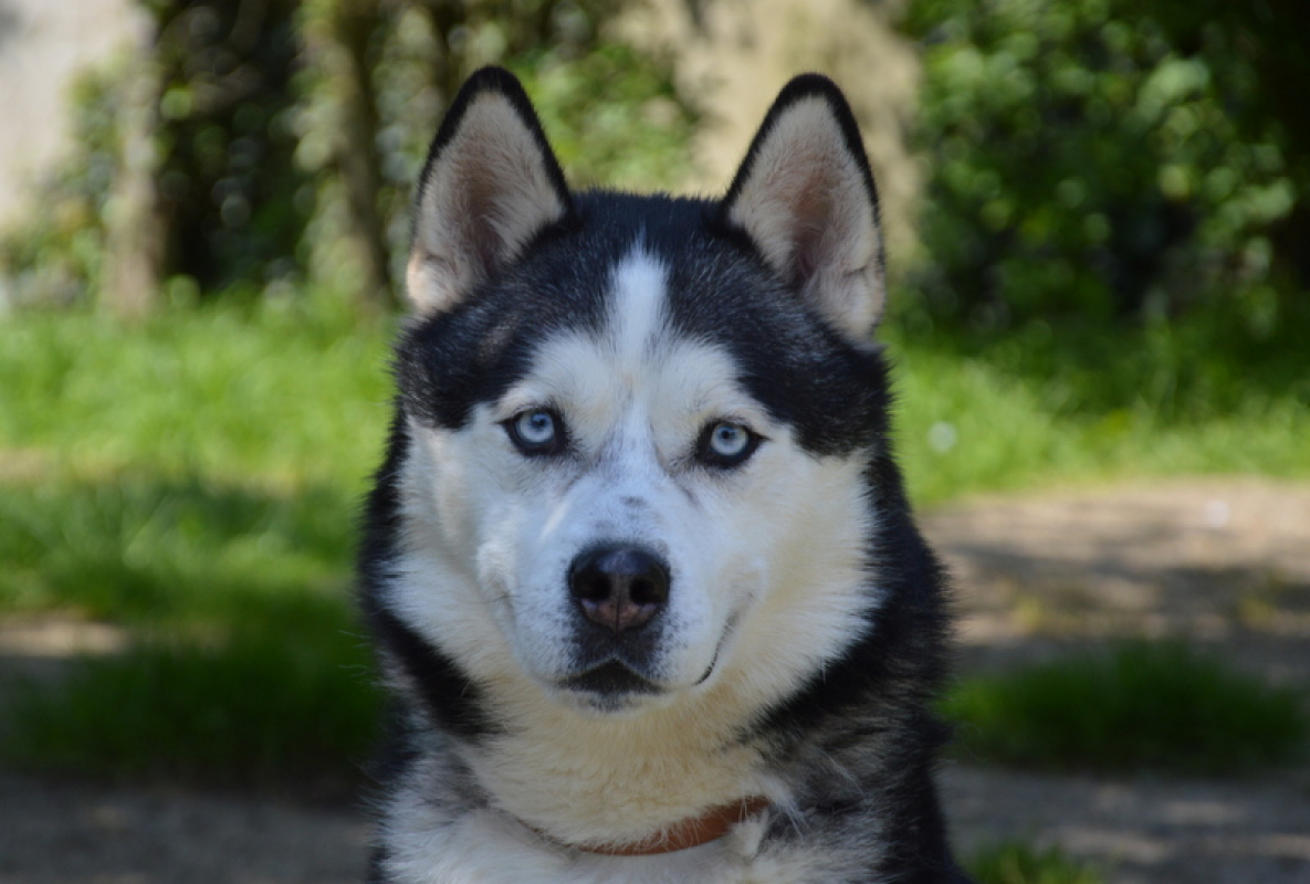 Photo #2 de Nordmann