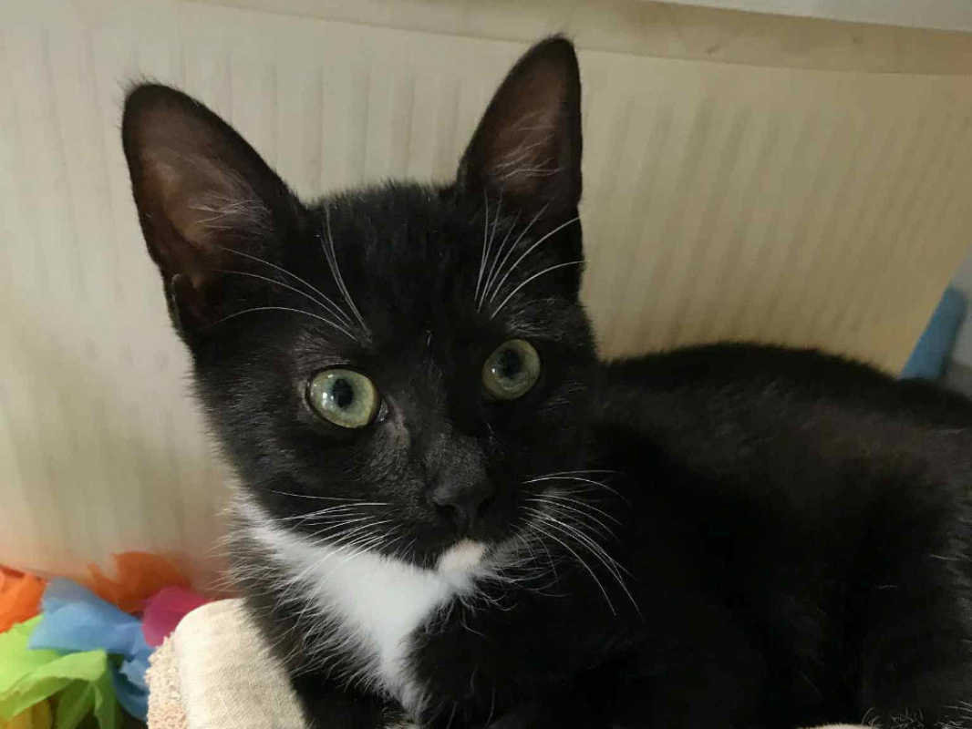 Wamiz Europ en Adopter La roche sur yon 85 Animaux fr wamiz-europ-en-adopter-la-roche-sur-yon-85-animaux-fr