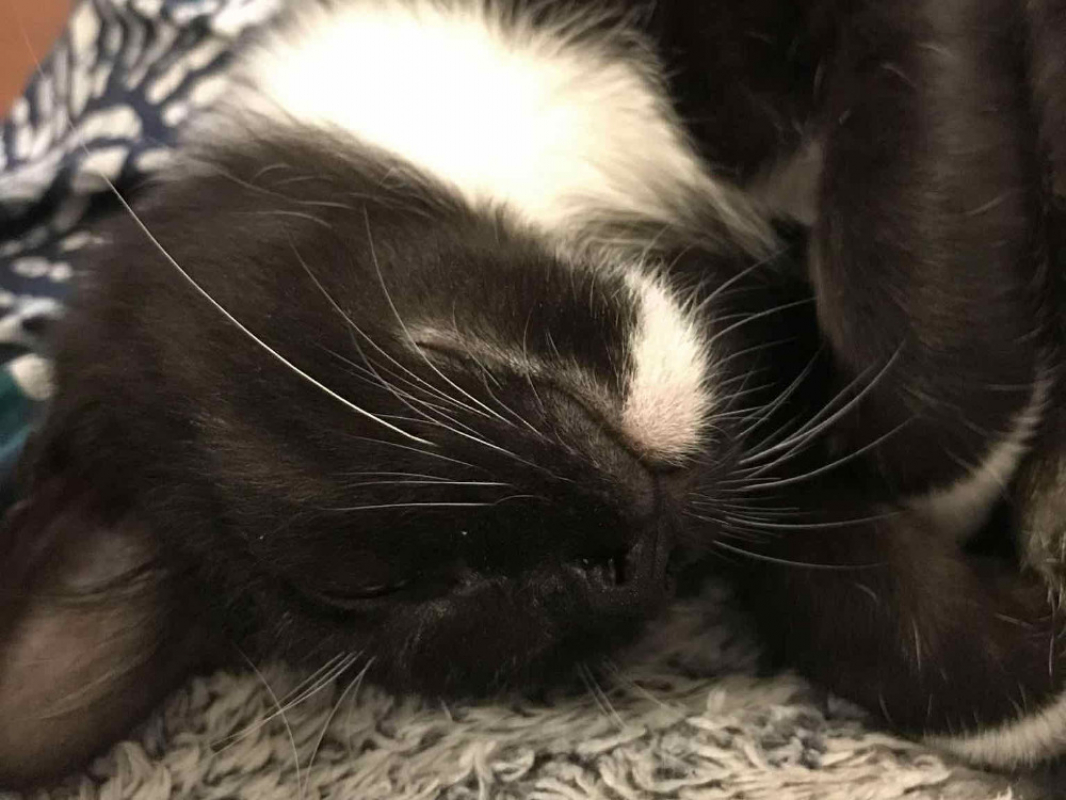 Wamiz Europ en Adopter La roche sur yon 85 Animaux fr wamiz-europ-en-adopter-la-roche-sur-yon-85-animaux-fr