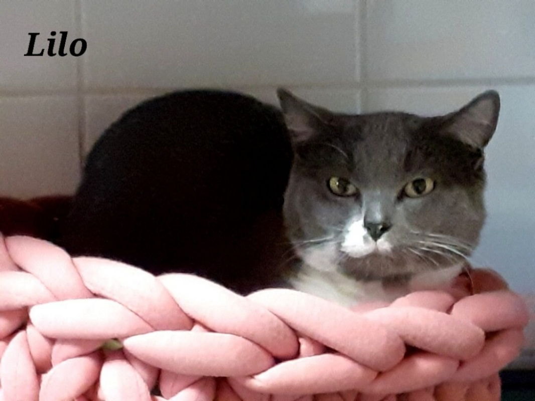 Photo de Lilo