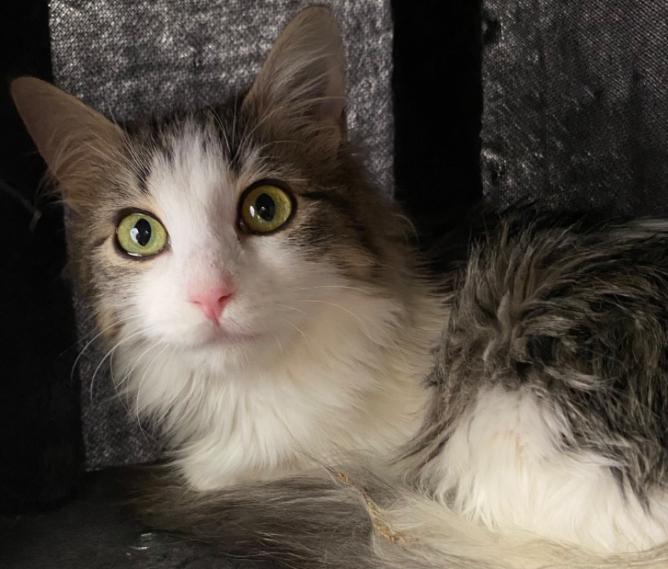 Photo #1 de Honeycrunch