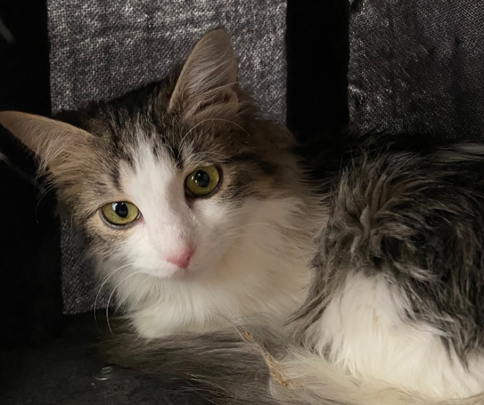 Photo #2 de Honeycrunch