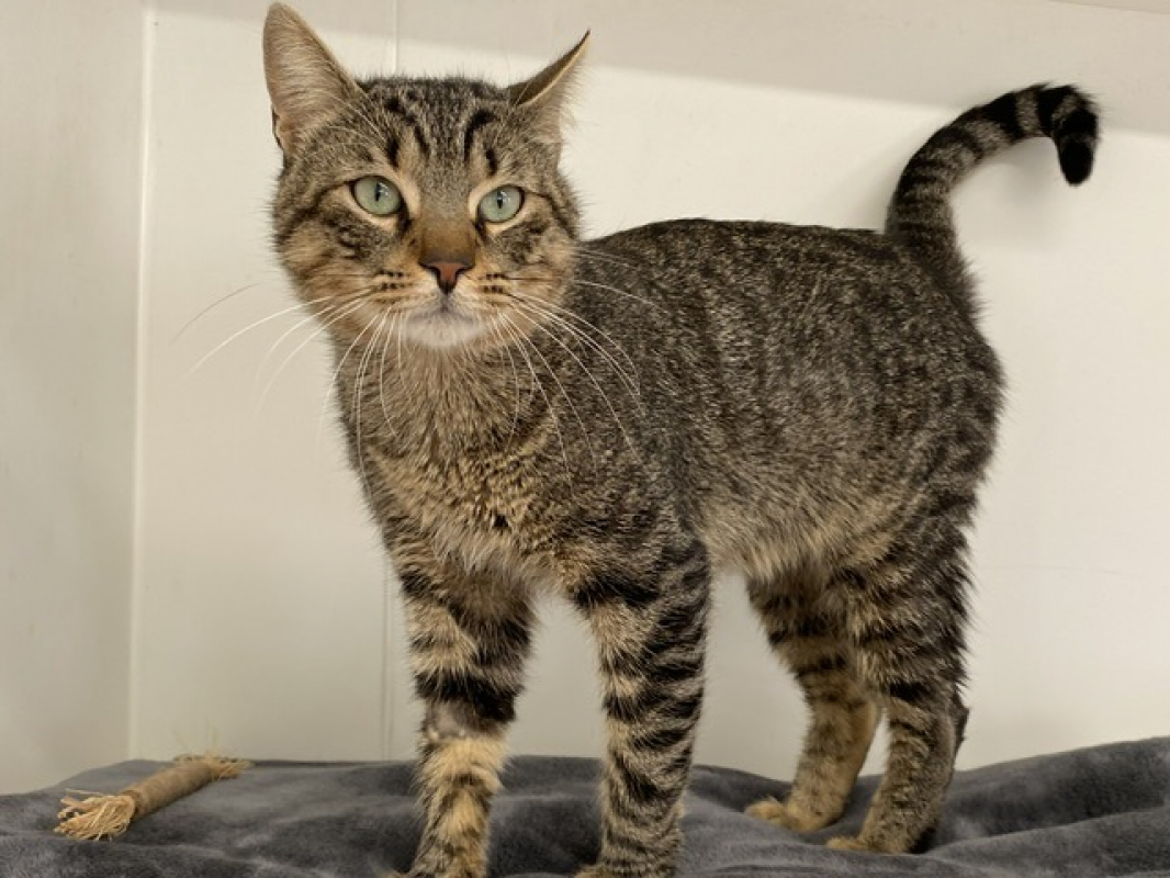 Photo #1 de Jonagold