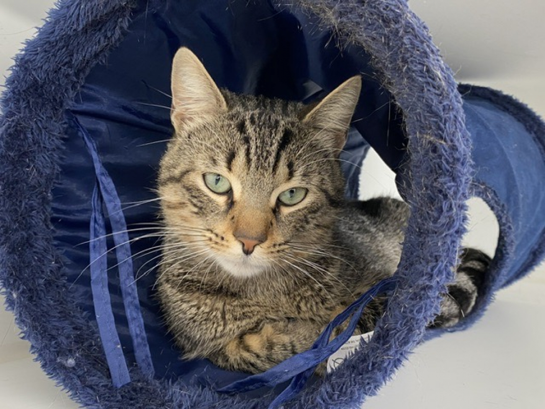 Photo #2 de Jonagold