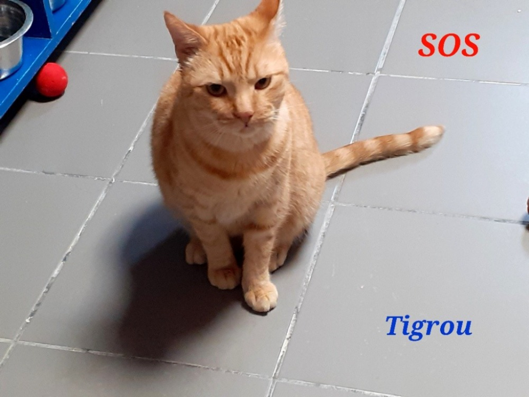 Photo de Tigrou