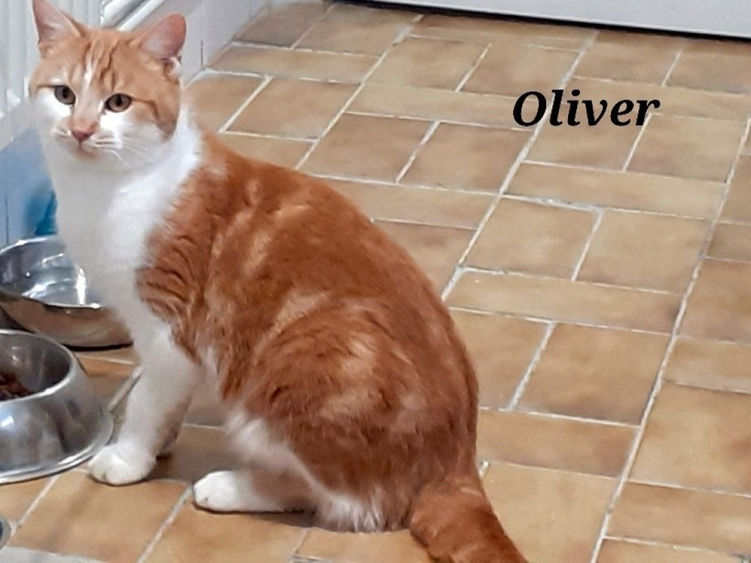 Photo de Oliver