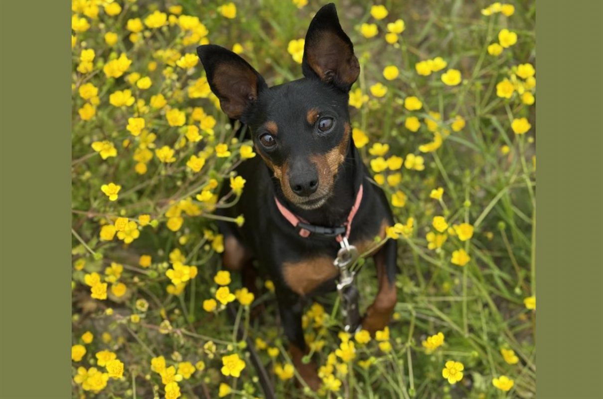 Primo - Chien Pinscher Nain à adopter