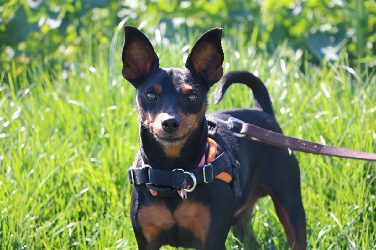 Primo - Chien Pinscher Nain à adopter - photo 2