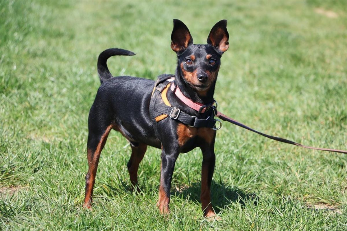 Primo - Chien Pinscher Nain à adopter - photo 3