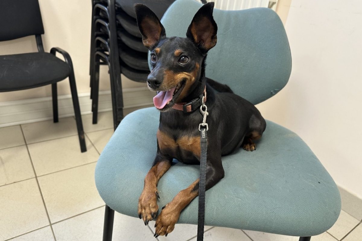 Primo - Chien Pinscher Nain à adopter - photo 4