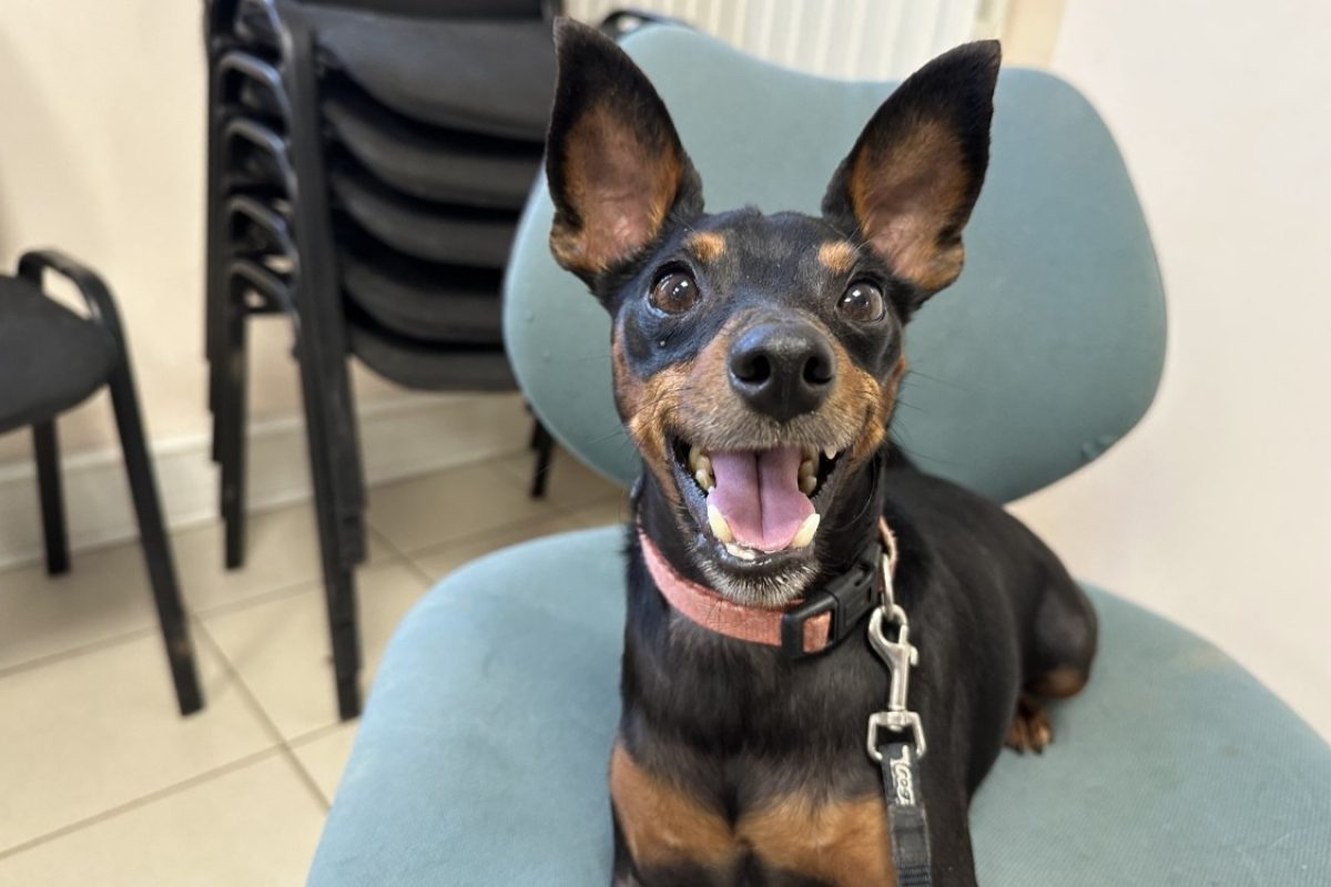 Primo - Chien Pinscher Nain à adopter - photo 5