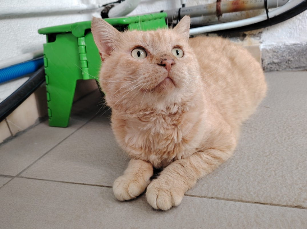 Photo #1 de Ronflex réservé