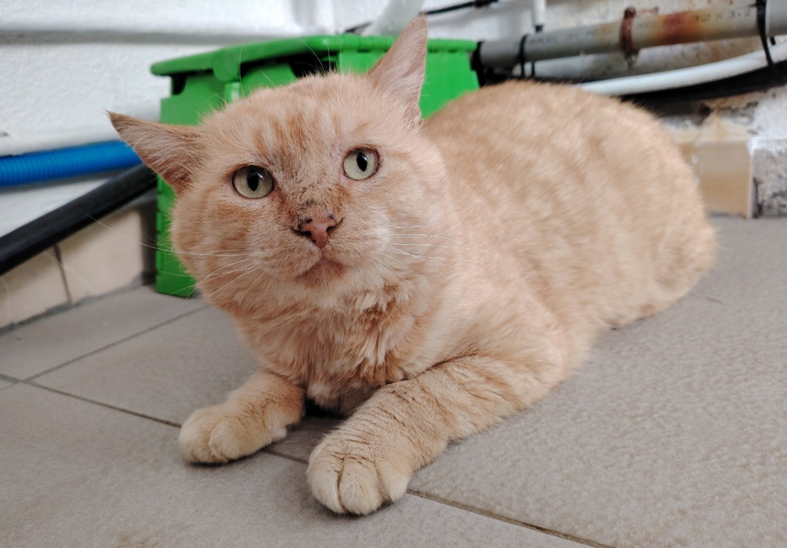 Photo #3 de Ronflex réservé