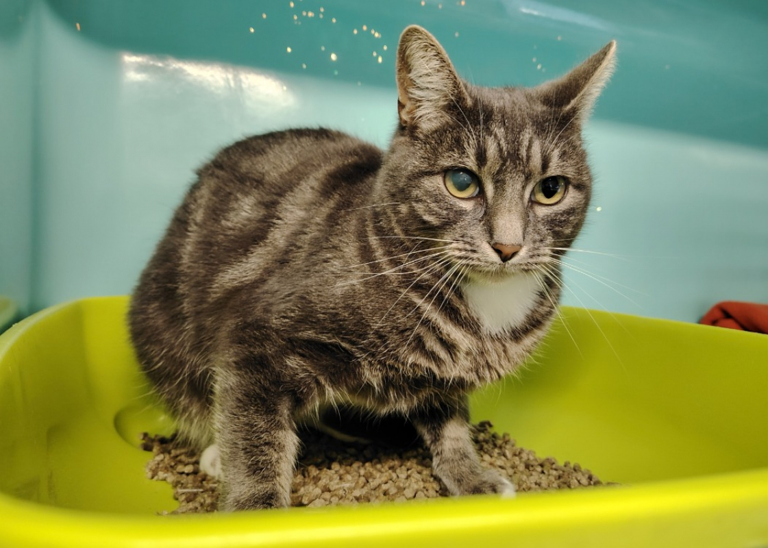 Photo #1 de Grizette