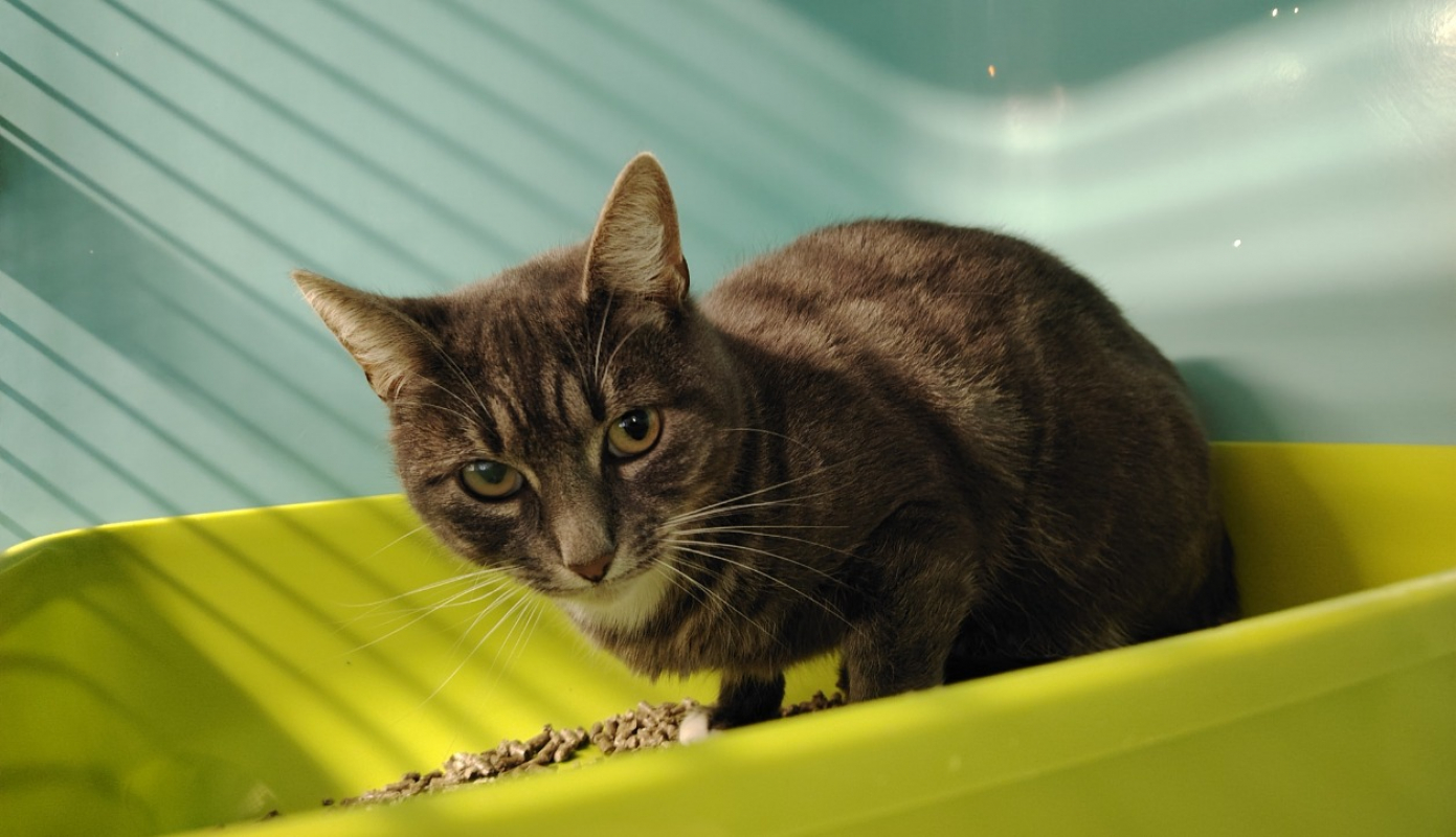 Photo #2 de Grizette