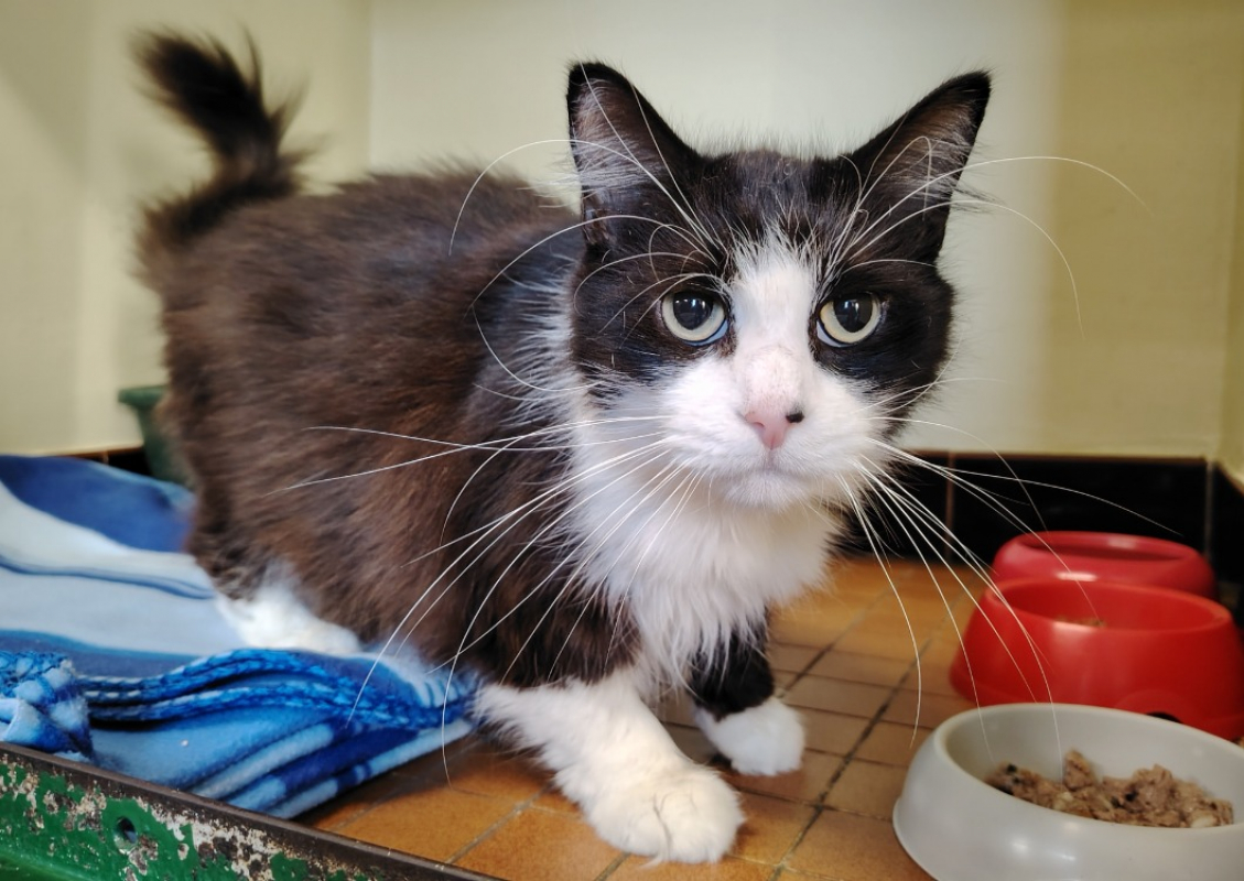 Photo #1 de Reglisse