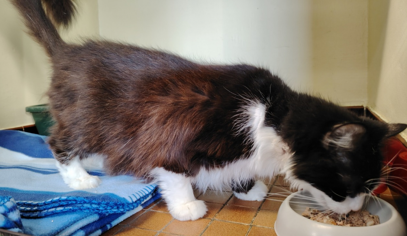 Photo #2 de Reglisse