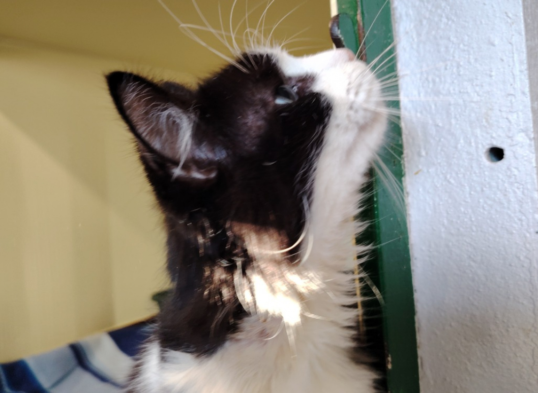 Photo #3 de Reglisse