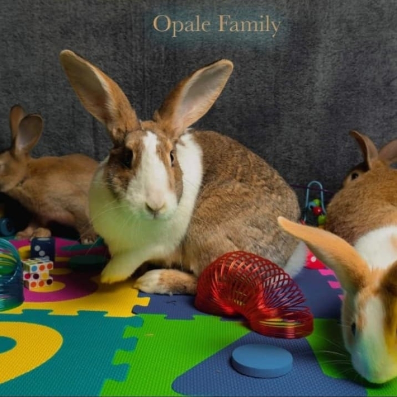 Photo de Opale