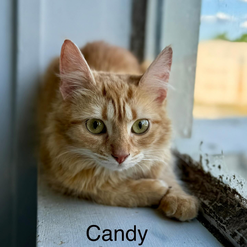 Photo de Candy