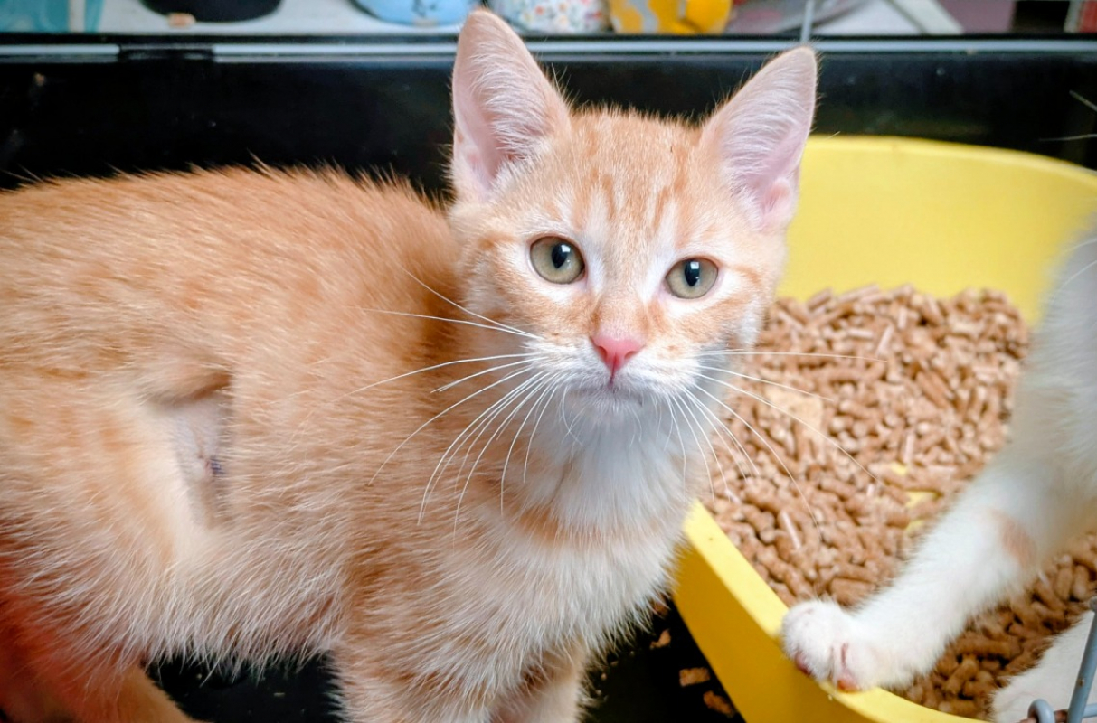 Photo #1 de Nougatine