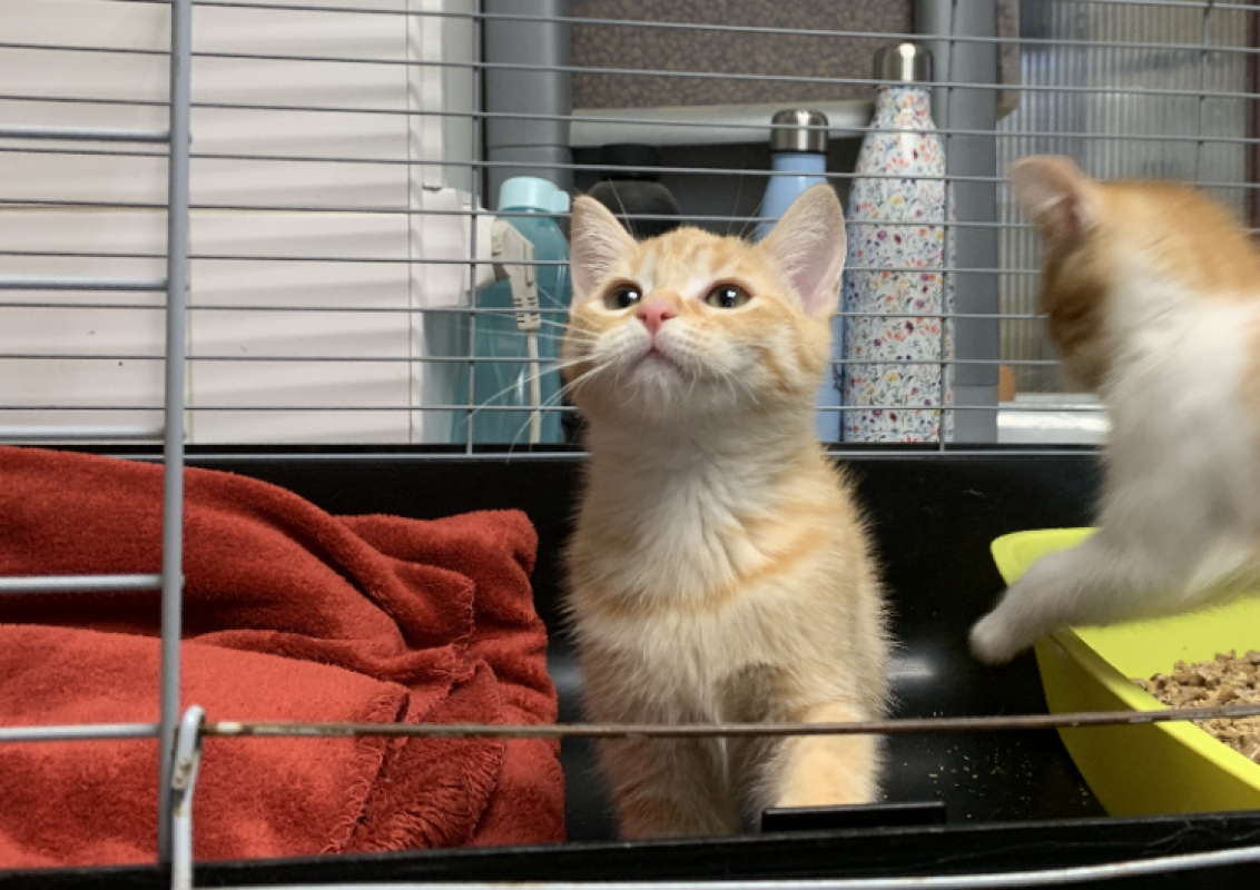 Photo #2 de Nougatine