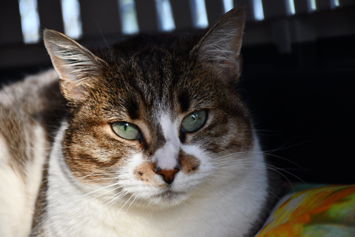 Photo #1 de Smoothie