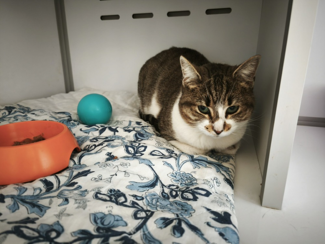 Photo #3 de Smoothie