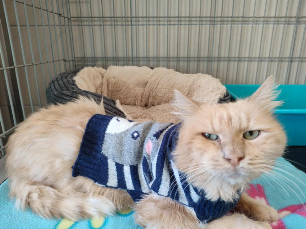 Photo #1 de Cousin machin