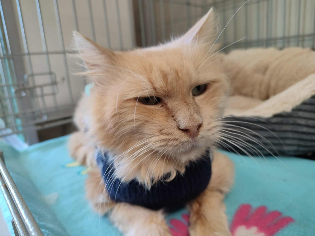 Photo #2 de Cousin machin