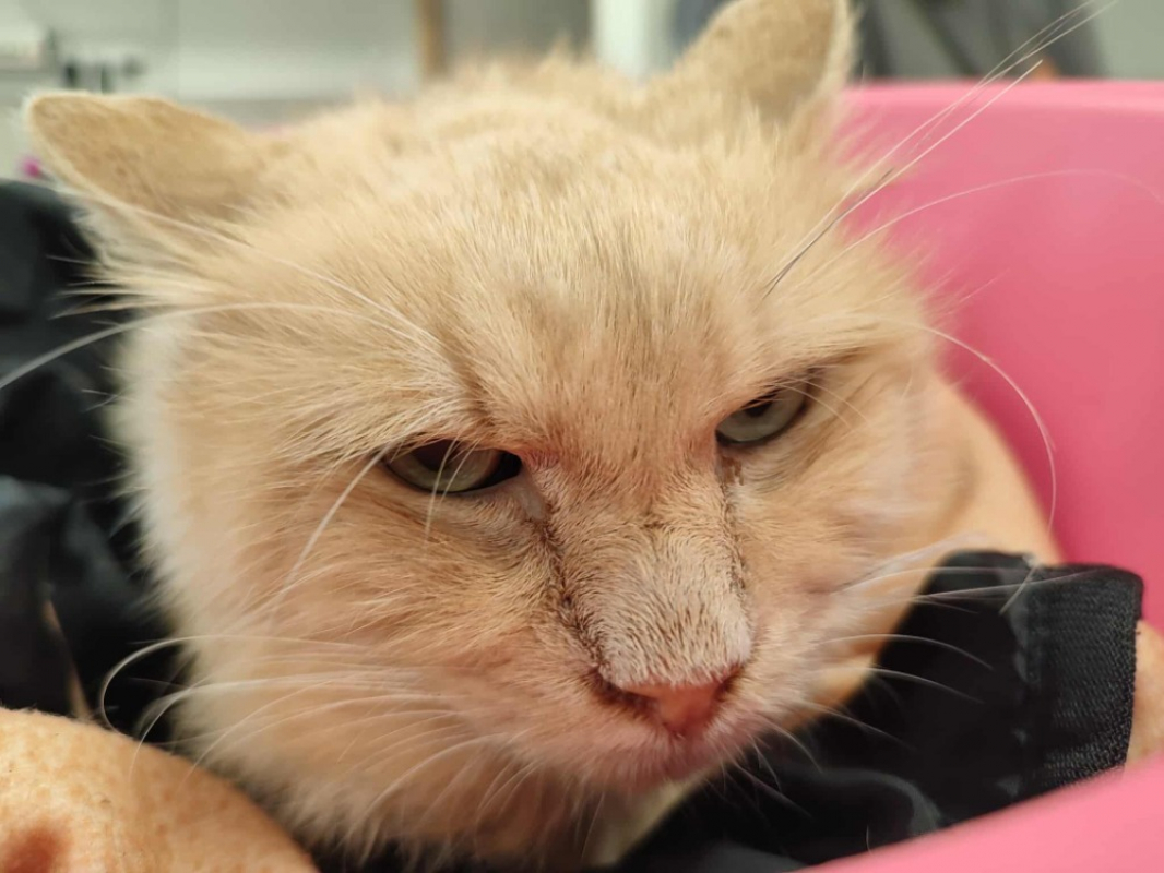 Photo #3 de Cousin machin