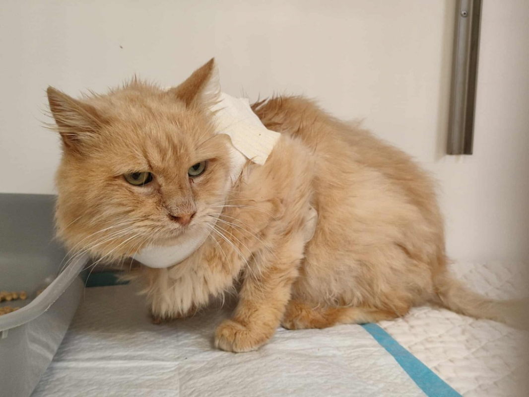 Photo #4 de Cousin machin