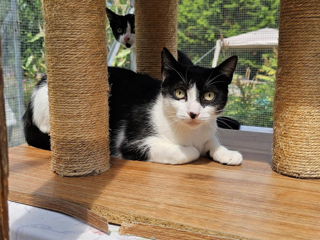 Photo #2 de Duchesse