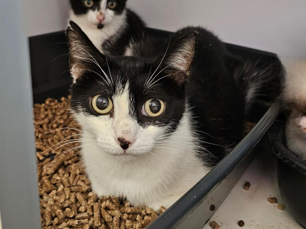 Photo #3 de Duchesse