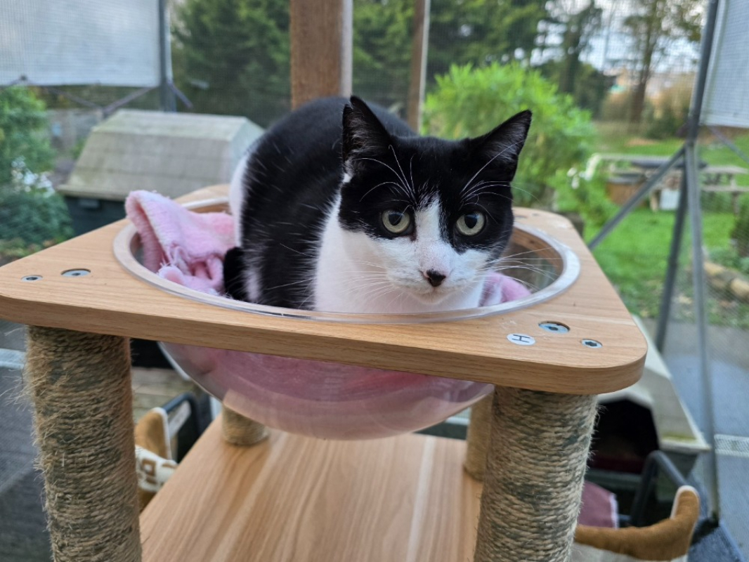 Photo #3 de Duchesse