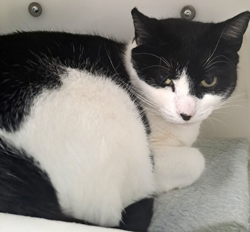 Photo #5 de Duchesse