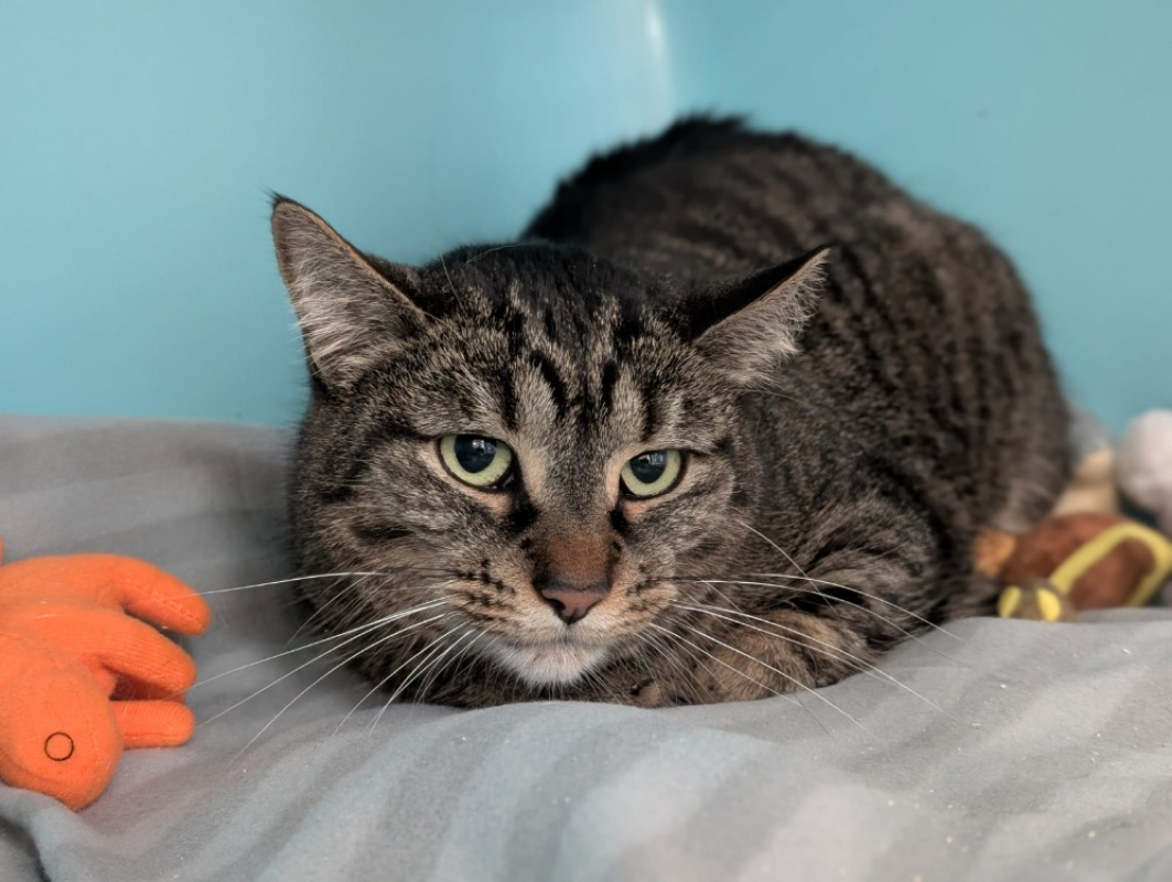 Photo #1 de Minouchette