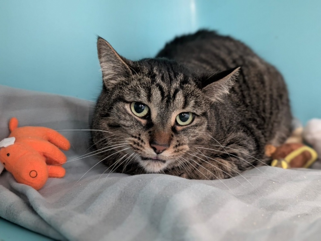 Photo #2 de Minouchette