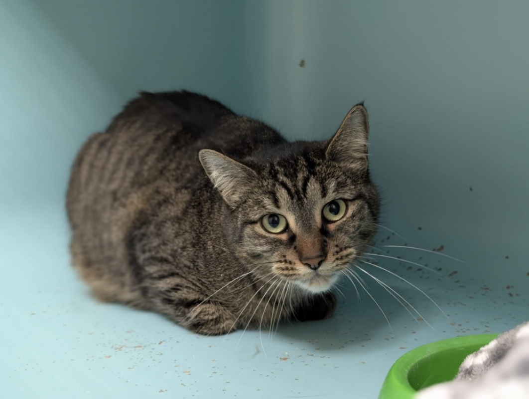 Photo #3 de Minouchette